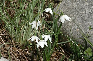 <i>Acis nicaeensis</i> Species of flowering plant in the family Amaryllidaceae