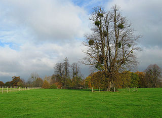 <span class="mw-page-title-main">North Stoneham Park</span>