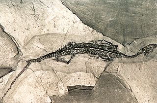 <span class="mw-page-title-main">Pachypleurosauria</span> Extinct suborder of reptiles