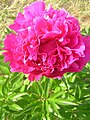 The double-flowered peony cultivar 'Linné'[33][34]