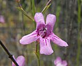 Penstemon thurberi