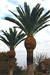 Kanariepalm (Phoenix canariensis)