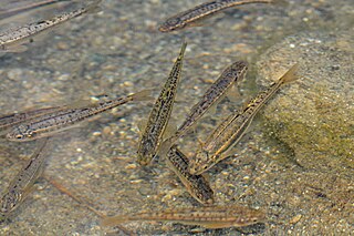 <span class="mw-page-title-main">Common minnow</span> Species of fish