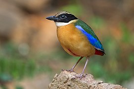 Pitta moluccensis - Kaeng Krachan