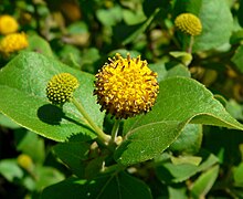 Podanthus ovatifolius 4.jpg