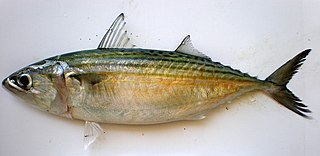 <span class="mw-page-title-main">Indian mackerel</span> Species of ray-finned fish