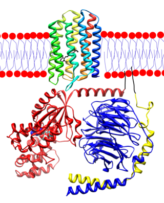 <span class="mw-page-title-main">Transducin</span>