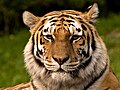 El tigre de Amur o tigre siberiano, es una subespecie de tigre, y pertenece al género Panthera. Por commons:S. Taheri.