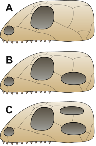 <span class="mw-page-title-main">Temporal fenestra</span> Opening in the skull behind the orbit in some animals