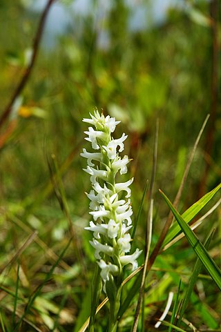 <i>Spiranthes diluvialis</i> Species of orchid