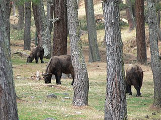 <span class="mw-page-title-main">Wildlife of Bhutan</span>