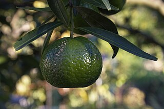 <span class="mw-page-title-main">Mandarin orange varieties</span>