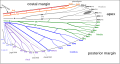 Image 24Venation of insect wings, based on the Comstock-Needham system (from Insect morphology)