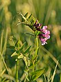 Garðakrøkja (Vicia sepium)