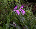 Roscoea purpurea Sm.