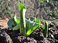 Arum maculatum