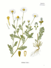 ANTHEMIS cotula Kohler.png