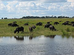 African buffalo