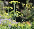 Dill (Anethum graveolens)