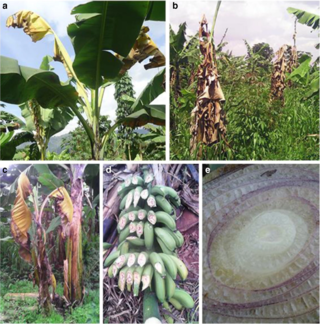 <span class="mw-page-title-main">Banana Xanthomonas wilt</span> Bacterial disease of banana plants