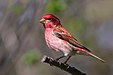 80 Commons:Picture of the Year/2011/R1/Carpodacus purpureus CT3.jpg