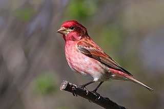 <span class="mw-page-title-main">Purple finch</span> Species of bird