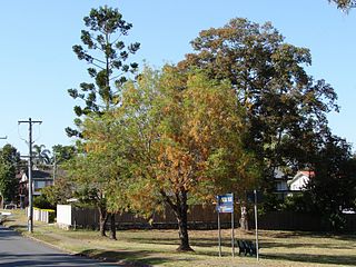 <span class="mw-page-title-main">Jamboree Heights, Queensland</span> Suburb of Brisbane, Queensland, Australia