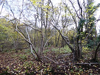 <span class="mw-page-title-main">Breedon Cloud Wood and Quarry</span>