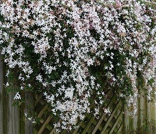 <span class="mw-page-title-main">Jasmine</span> Genus of flowering plant in the olive family Oleaceae