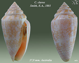 <i>Conus <span style="font-style:normal;">(</span>Austroconus<span style="font-style:normal;">)</span></i> Genus of gastropods