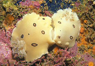 <i>Diaulula</i> genus of molluscs