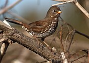 Sooty fox sparrow (Passerella iliaca unalaschcensis)