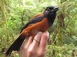 Pitohui dichrous