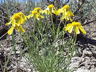 <i>Hymenoxys richardsonii</i> Species of plant