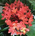 Ixora de Tahiti (hitoa).