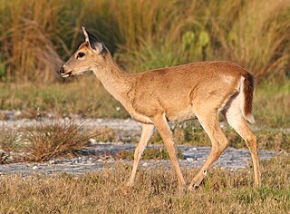 <span class="mw-page-title-main">Key deer</span> Subspecies of deer endemic to the Florida Keys