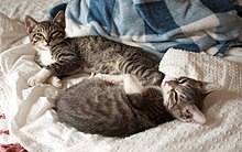 A pair of sibling kittens from the same litter at 11 weeks old Kitten Sibling Pair.jpg