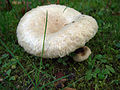 !!Lactarius-pubescens!!