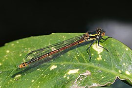 Large red damselfly (Pyrrhosoma nymphula) female fulvipes 2