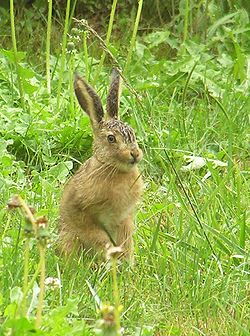 Pelēkais zaķis (Lepus europaeus)