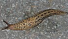 Limax maximus (Tigerschnegel) [D]