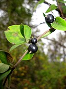 Lonicera japonica, Fruit.JPG