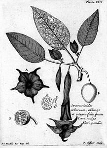 Stramonioides