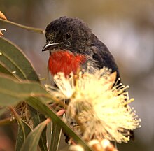 Mistletoebird wynn05.jpg