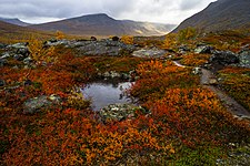 Höst i Sjaunja naturreservat. Foto: DiHib (CC BY-SA 4.0)