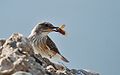 Adult, Kurdistan