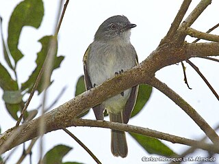 <span class="mw-page-title-main">Gray-headed elaenia</span> Species of bird