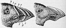 Appearance of beak and eyes during the breeding season (left) and after the moult (right; lettered items have been shed) NIE 1905 Puffin.jpg