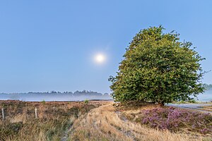 32. Platz: Matthias Süßen mit Vollmond über dem Naturschutzgebiet Sorgwohld im Kreis Rendsburg-Eckernförde