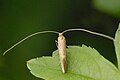 Nematopogon metaxella (Adelidae)